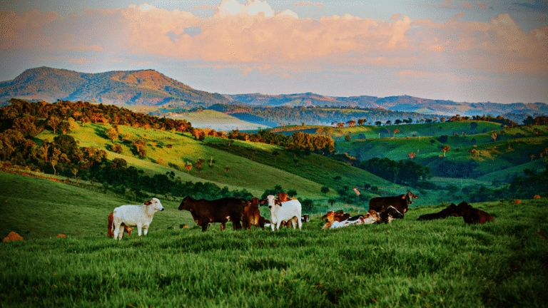 Vacas no campo