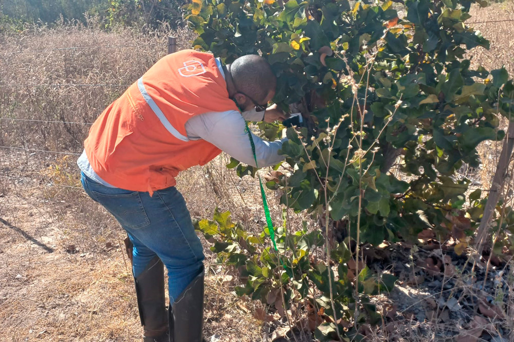 Benefícios do Inventário Florestal para a Sustentabilidade e o Planejamento Ambiental - Projeta Sustentável