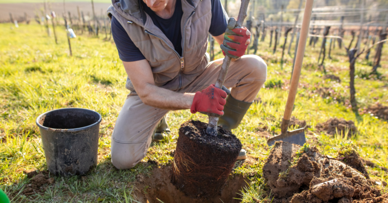 Por Que Terceirizar a Compensação Ambiental é a Decisão Mais Inteligente Para o Seu Negócio